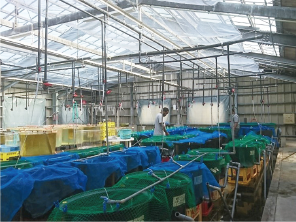 海洋生産実験室での飼育風景