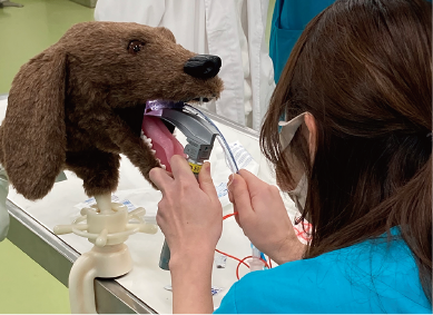 伴侶動物麻酔・手術学実習Ⅱ