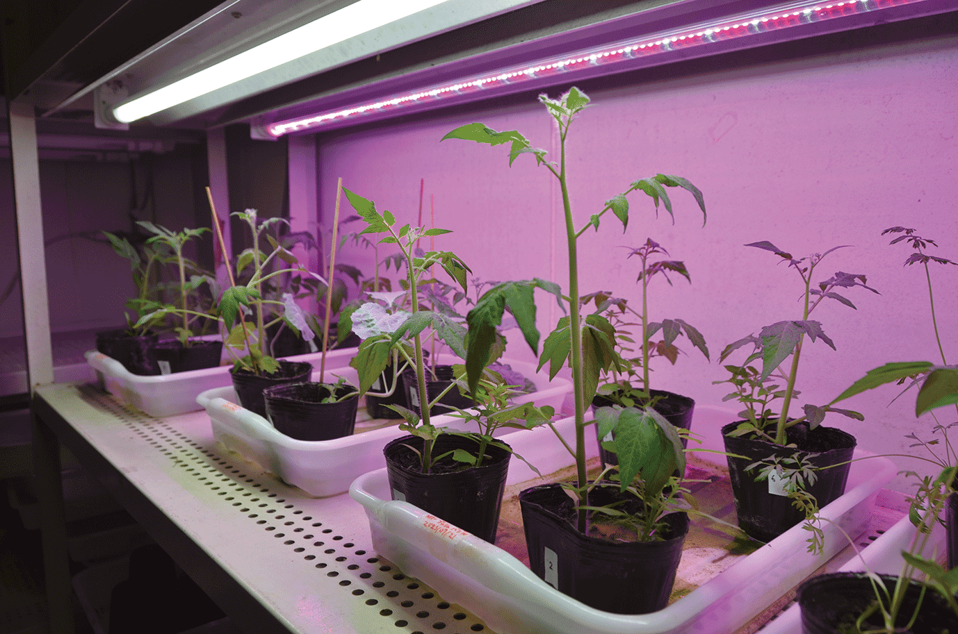 研究室内で混植されているバジルとトマト