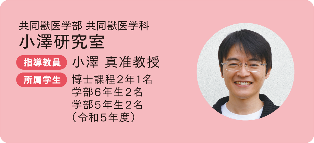 共同獣医学部 共同獣医学科 小澤研究室