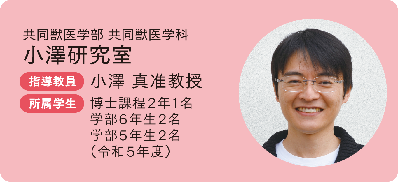 共同獣医学部 共同獣医学科 小澤研究室
