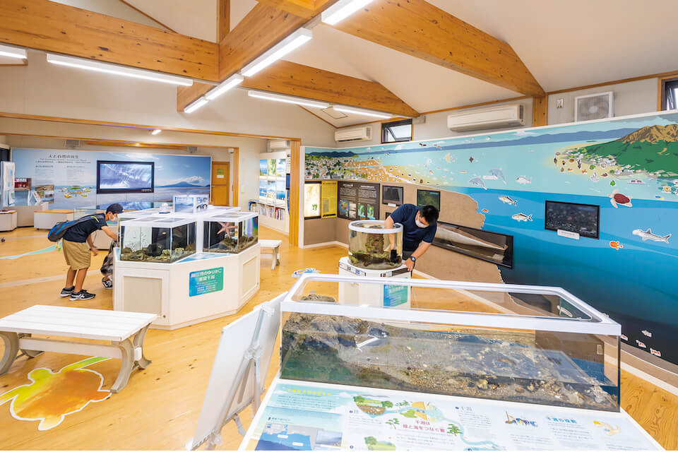 ミュージアムではさまざまな海棲生物展示やジオラマ・パネルを展示