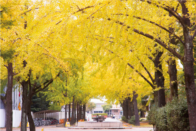 銀杏並木通りと学生たち