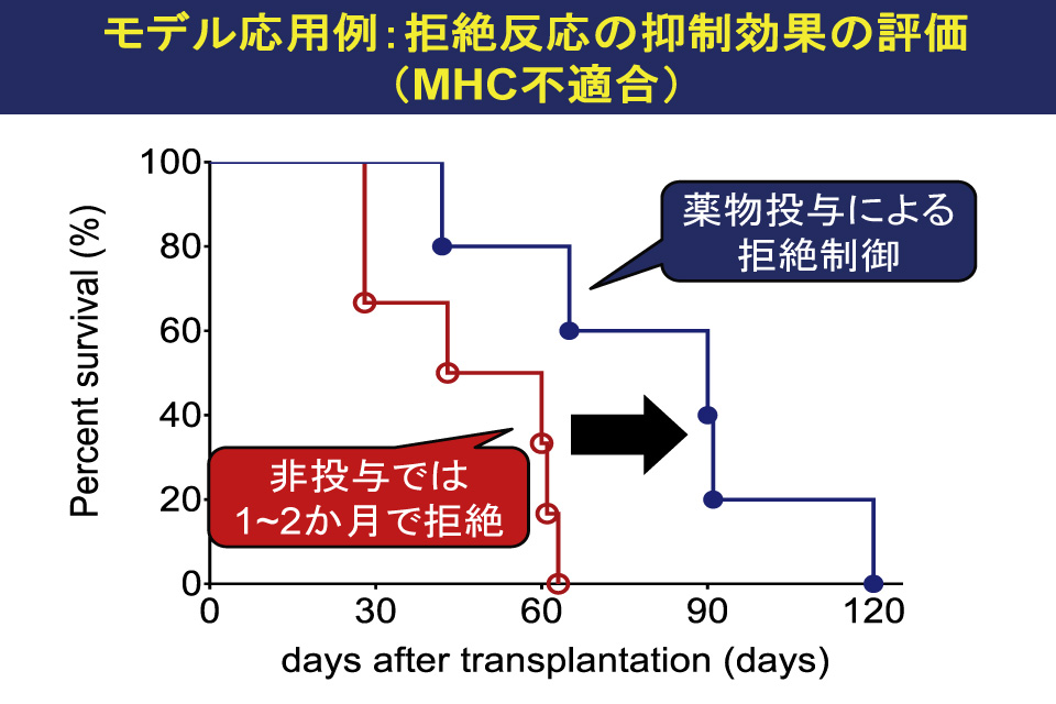 モデル応用例:拒絶反応の抑制効果の評価(MHCの不適合)