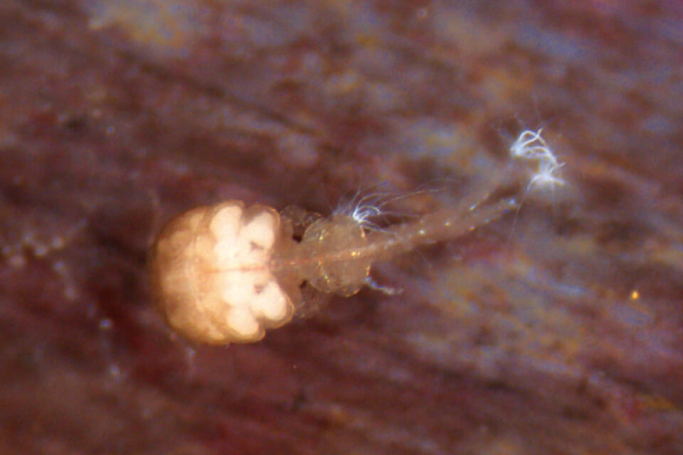 出水市沿岸の干潟砂泥中から発見・記載されたオシリカジリムシの雌成体体長約1.3mm(上野准教授提供)
