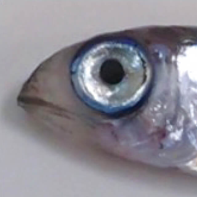 横山  佐一郎(よこやま・さいちろう)助教