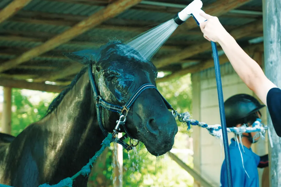 CircleFlix 馬術部 画像3