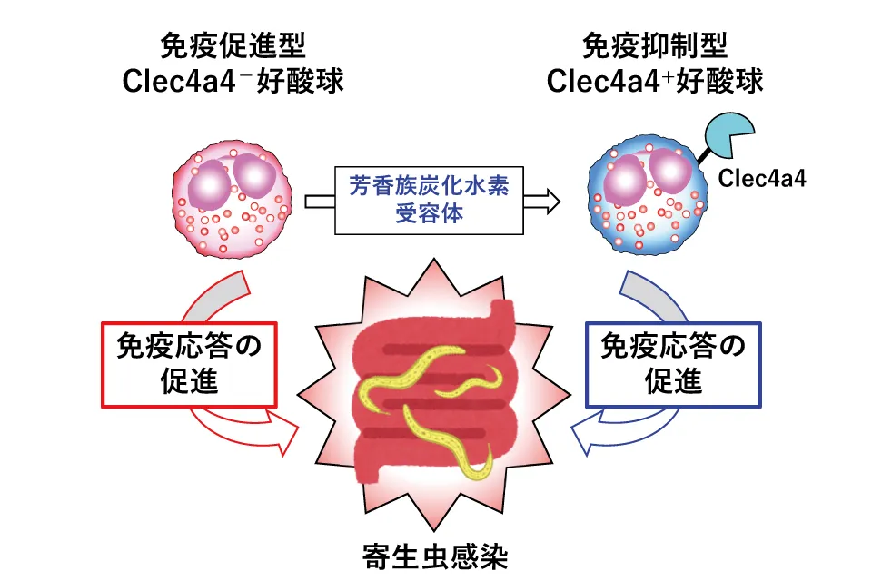 AHRと呼ばれる環境センサー分子を介して分化し、寄生虫感染において免疫抑制効果を発揮する。