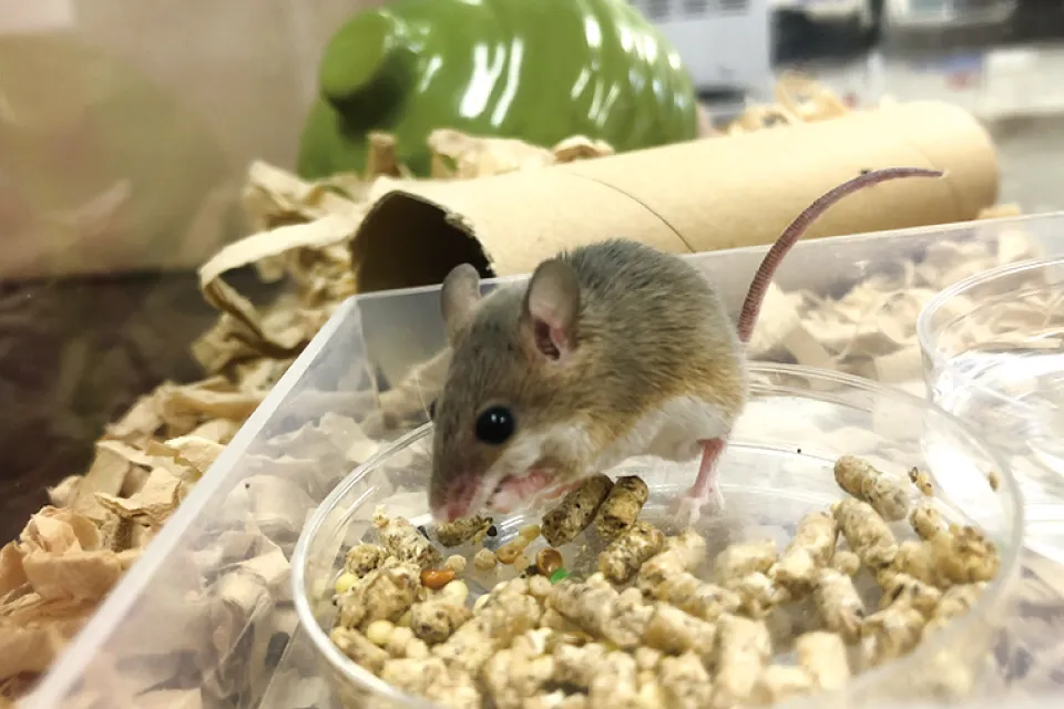 アフリカチビネズミの研究を糸口に、さまざまな哺乳動物に共通するサイズ調節メカニズムの解明を目指す。