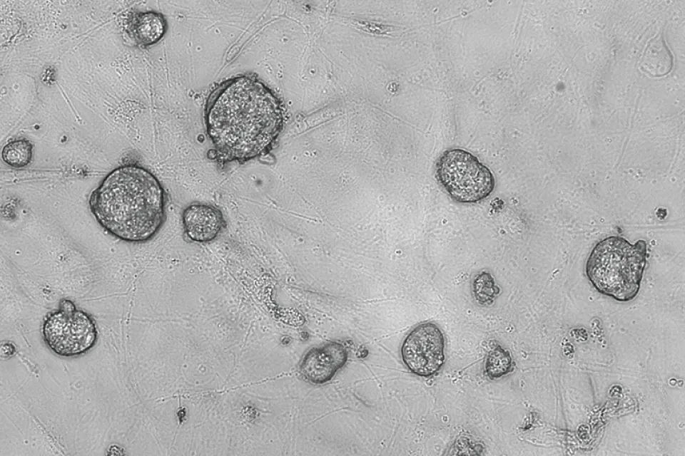 世界で初めてアフリカチビネズミのiPS細胞の樹立に成功し、三胚葉への分化能およびキメラ動物の発生への寄与を証明。
