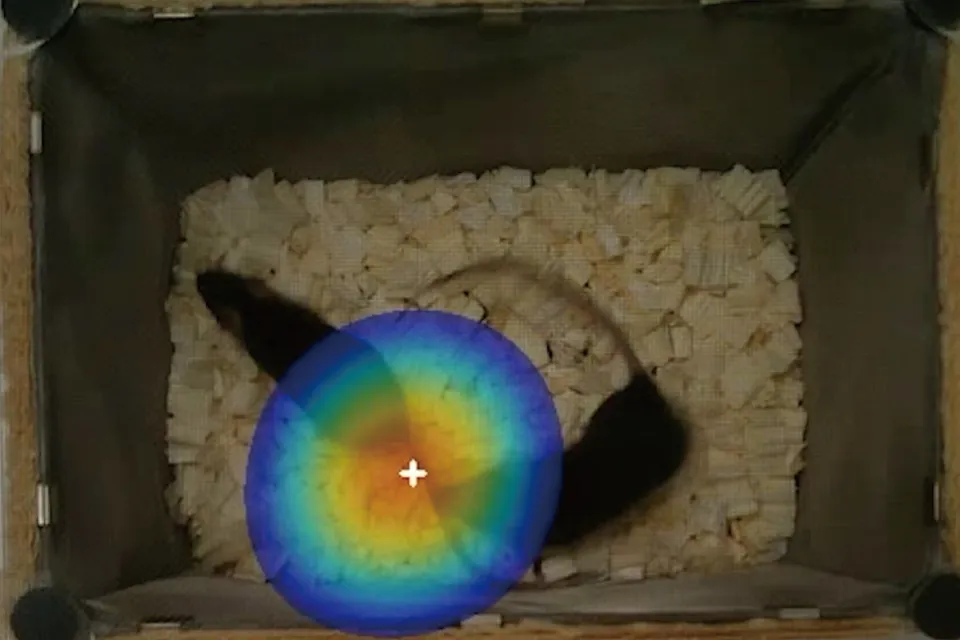 USVCAMによって音源の発生位置が可視化される様子。複数のマウス間の音声コミュニケーションや社会性の分析に用いることができる。