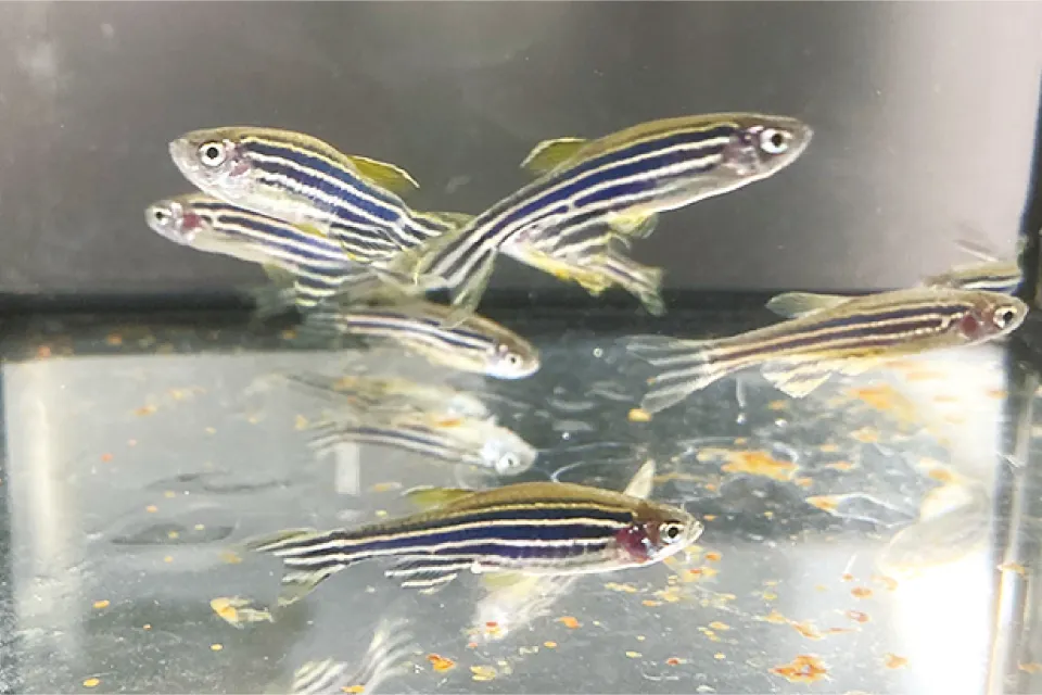 ゼブラフィッシュは体長3センチほどのインド原産の熱帯魚。ゲノム編集などの技術を用い、ヒトの疾病モデルとして用いる。