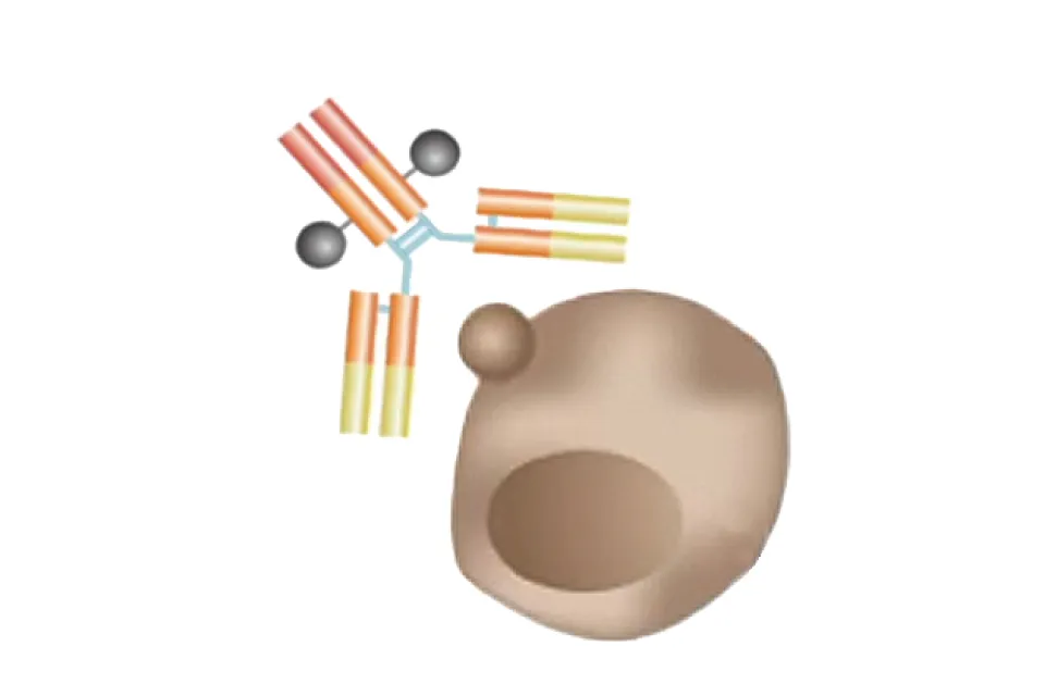 光免疫療法の概念図。色素を結合させた抗体製剤を投与し、レーザー光で色素を反応させることにより抗体が結合したがん細胞が破壊される