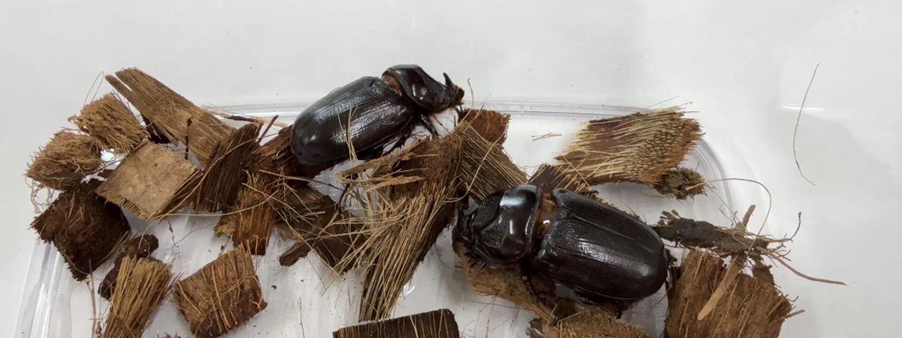 昆虫を食料問題の希望に！大学院生と会社経営の二足の草鞋