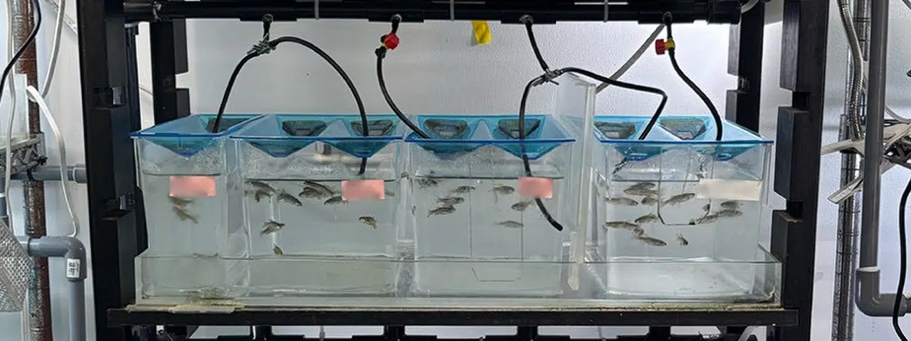 焼酎粕で強い魚に！？鹿児島の未利用資源を養殖魚へ